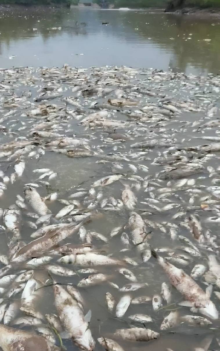 ag mos033皇冠_街道办违法强拆120亩鱼塘ag mos033皇冠，致37万斤鱼损失被判赔380万，回应称无赔付能力可法拍资产抵债