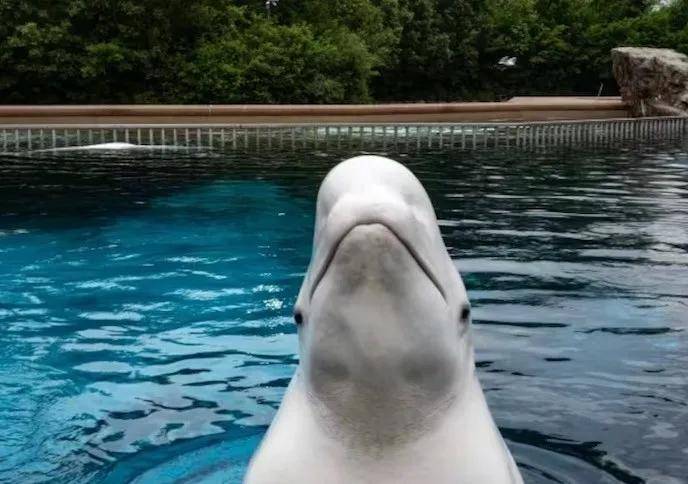 皇冠信用网代理出租_宁愿全部安乐死皇冠信用网代理出租，也不给中国？加拿大养不起30头白鲸，中国愿接手，然而...